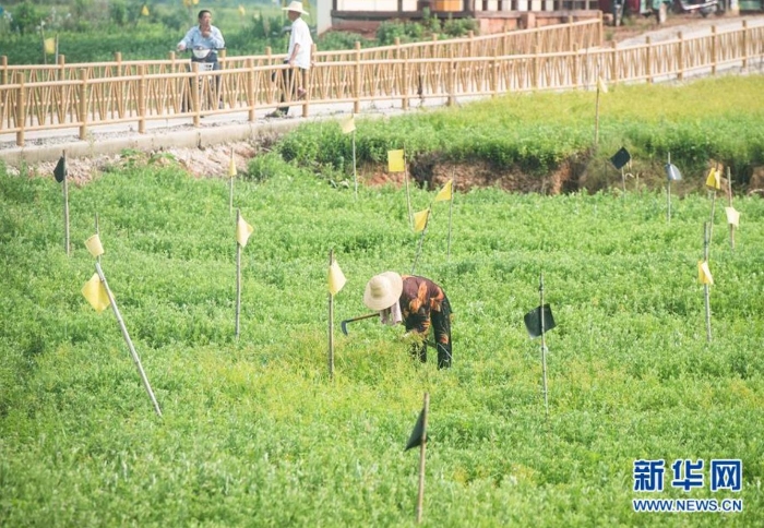 村民在湖北省蘄春縣赤東鎮(zhèn)蘄艾種植基地除草（8月25日攝）。新華社記者 肖藝九 攝