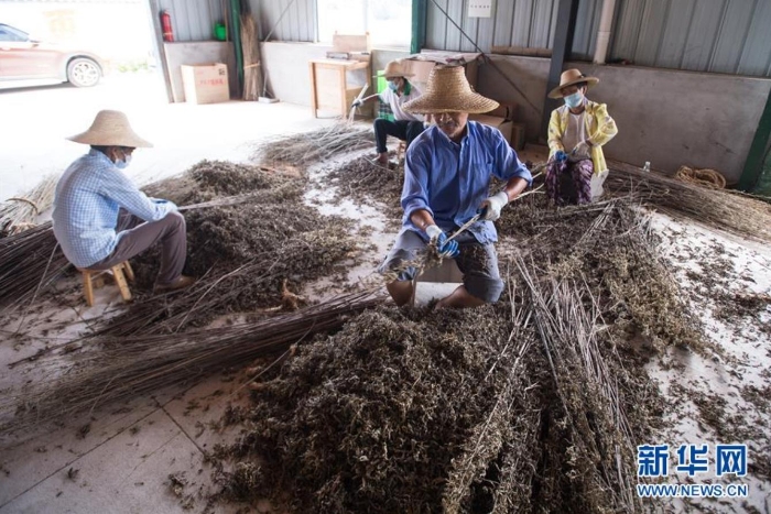 村民在湖北省蘄春縣一家公司整理艾葉（8月25日攝）。新華社記者 肖藝九 攝