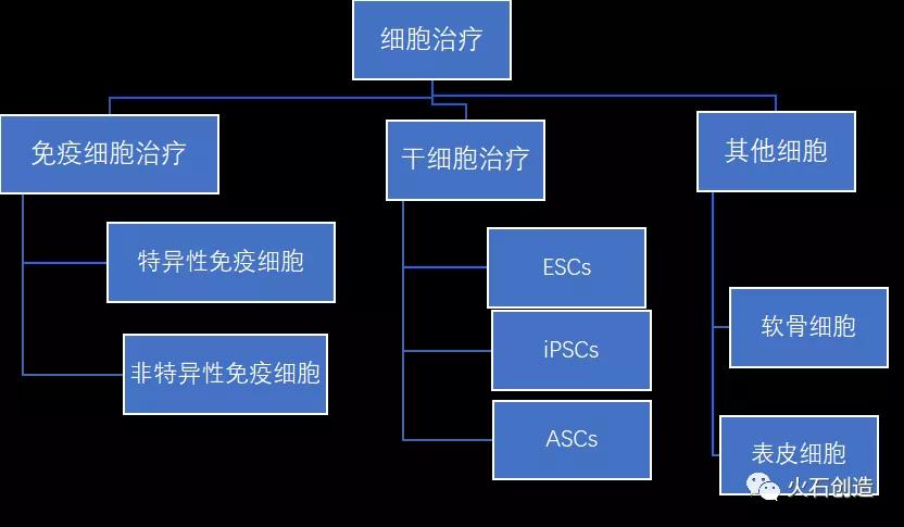 圖1 細(xì)胞治療產(chǎn)業(yè)細(xì)分領(lǐng)域情況