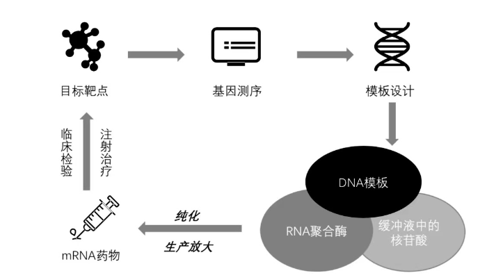 mRNA藥物研發(fā)及生產(chǎn)流程圖