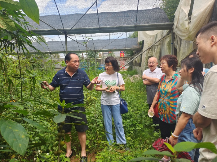 圖為調(diào)研組在中藥材培育基地查看藥材生長情況。